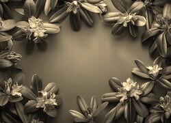 Szary + Sepia