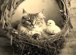 Szary + Sepia