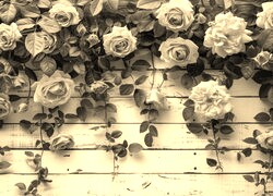 Szary + Sepia