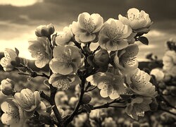 Szary + Sepia