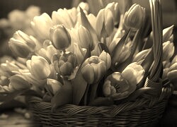 Szary + Sepia