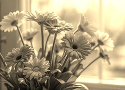 Szary + Sepia