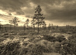Szary + Sepia