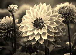 Szary + Sepia