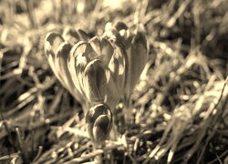 Szary + Sepia