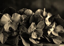 Szary + Sepia