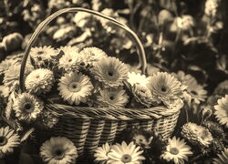 Szary + Sepia