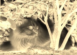 Sepia + Negatyw
