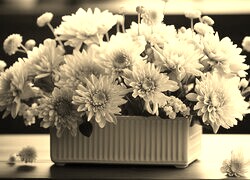 Szary + Sepia