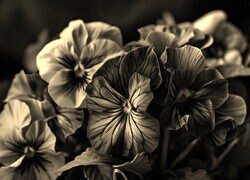Szary + Sepia