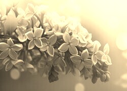Szary + Sepia
