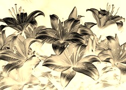 Sepia + Negatyw