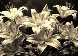 Sepia