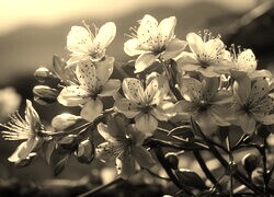 Szary + Sepia