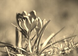 Szary + Sepia