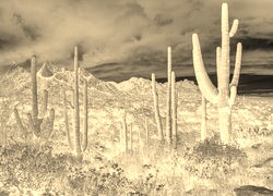 Sepia + Negatyw