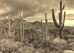 Szary + Sepia