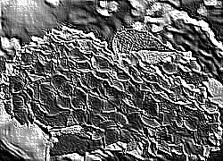 Skamielina