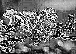 Skamielina