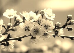 Szary + Sepia