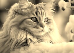 Sepia
