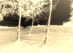 Sepia + Negatyw