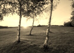 Szary + Sepia