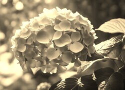 Szary + Sepia