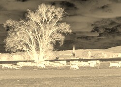 Sepia + Negatyw