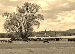 Szary + Sepia