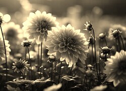 Szary + Sepia