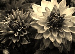 Szary + Sepia