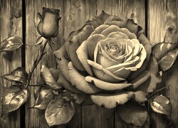 Szary + Sepia