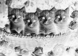 Szary + Negatyw