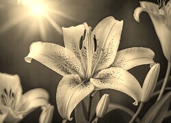 Szary + Sepia