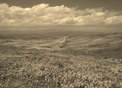 Szary + Sepia