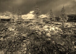 Szary + Sepia