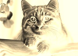 Sepia + Negatyw