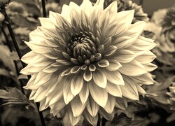 Szary + Sepia