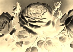 Sepia + Negatyw
