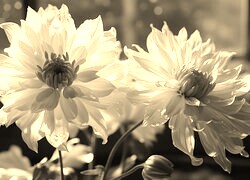 Szary + Sepia