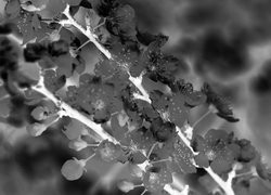 Szary + Negatyw