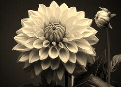 Szary + Sepia