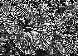 Skamielina