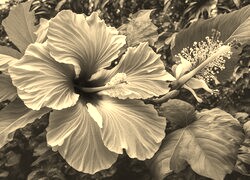 Szary + Sepia