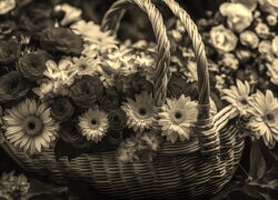 Szary + Sepia