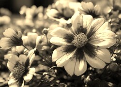 Szary + Sepia