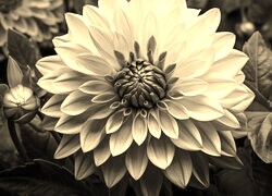 Szary + Sepia