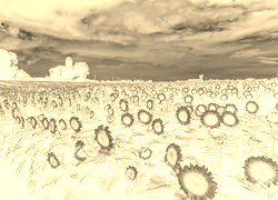 Sepia + Negatyw
