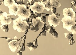 Szary + Sepia